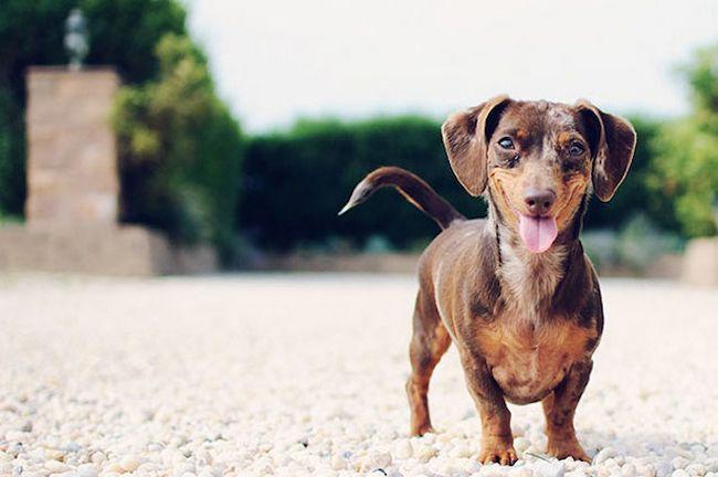 Animais mais felizes do mundo (10)