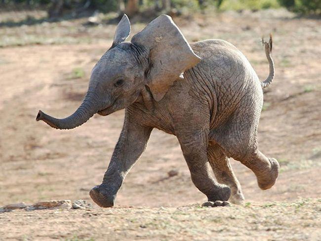 Animais mais felizes do mundo (28)