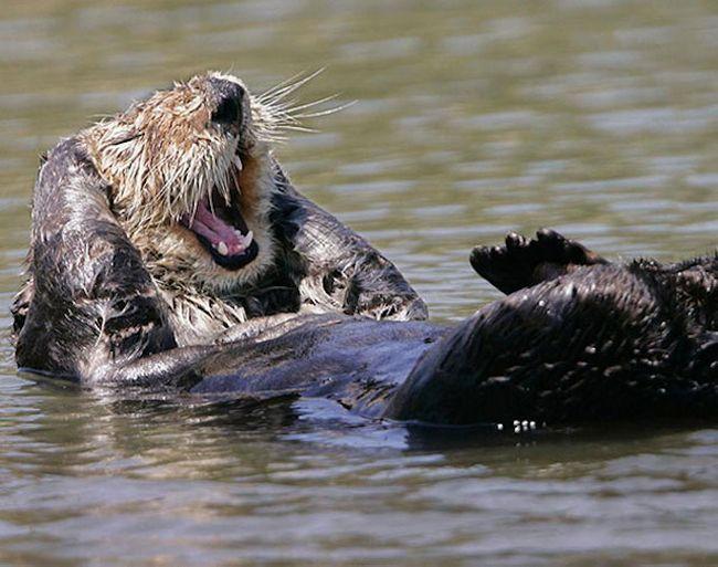 Animais mais felizes do mundo (6)