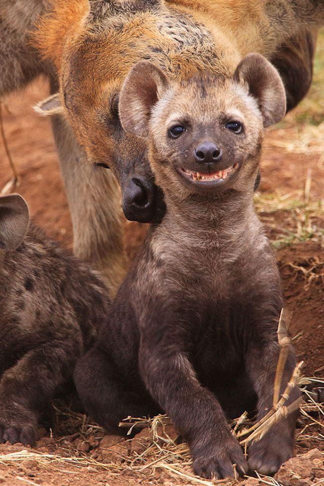 Animais mais felizes do mundo (9)