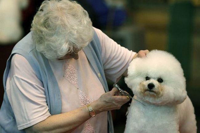 Cachorros e seus donos (1)