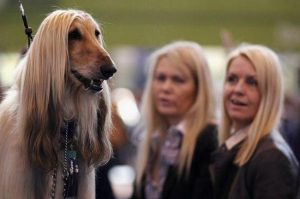 21 fotos de cachorros parecidos com seus donos. Você não vai acreditar na semelhança do #12 e #14!