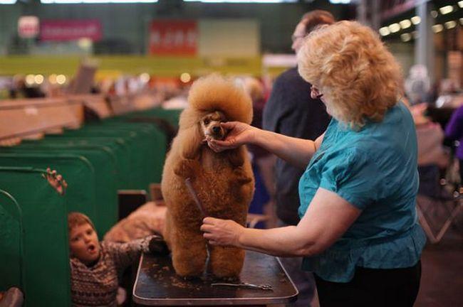 Cachorros e seus donos (11)