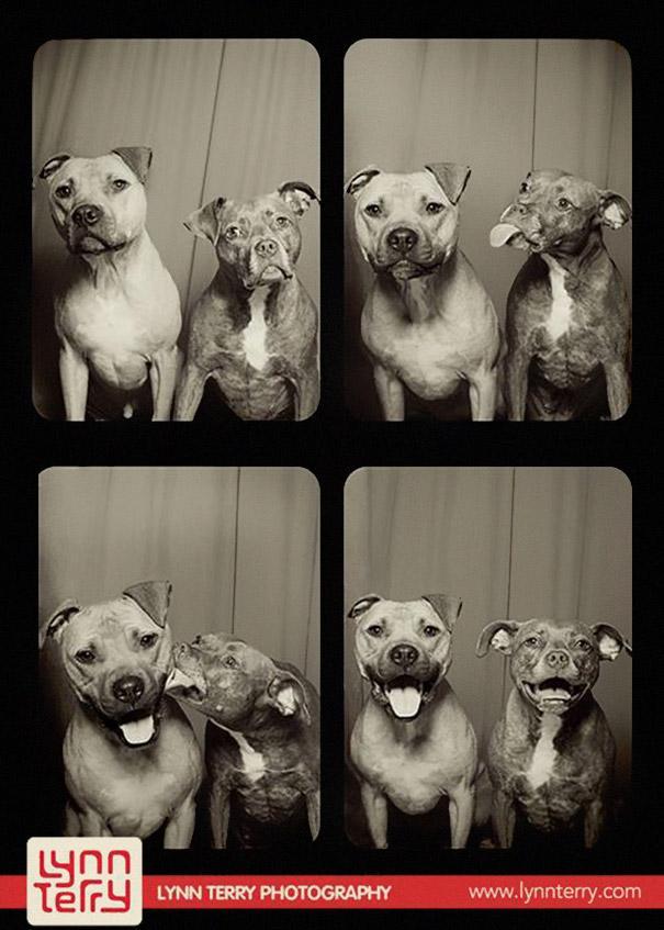 Pit bulls (1)