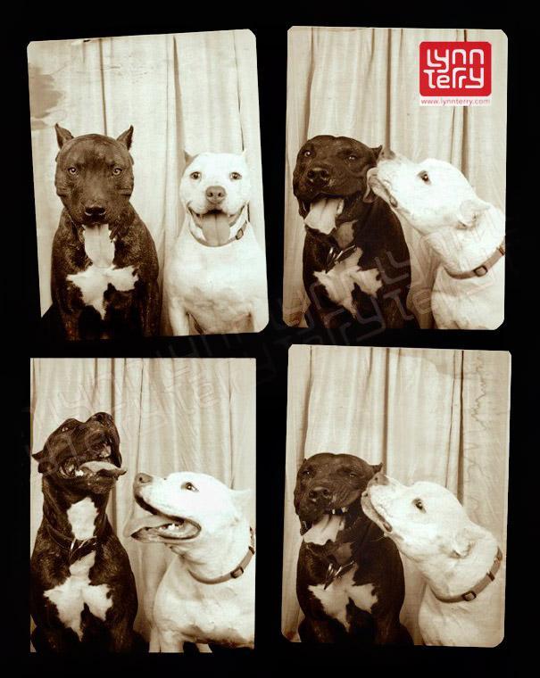 Pit bulls (2)