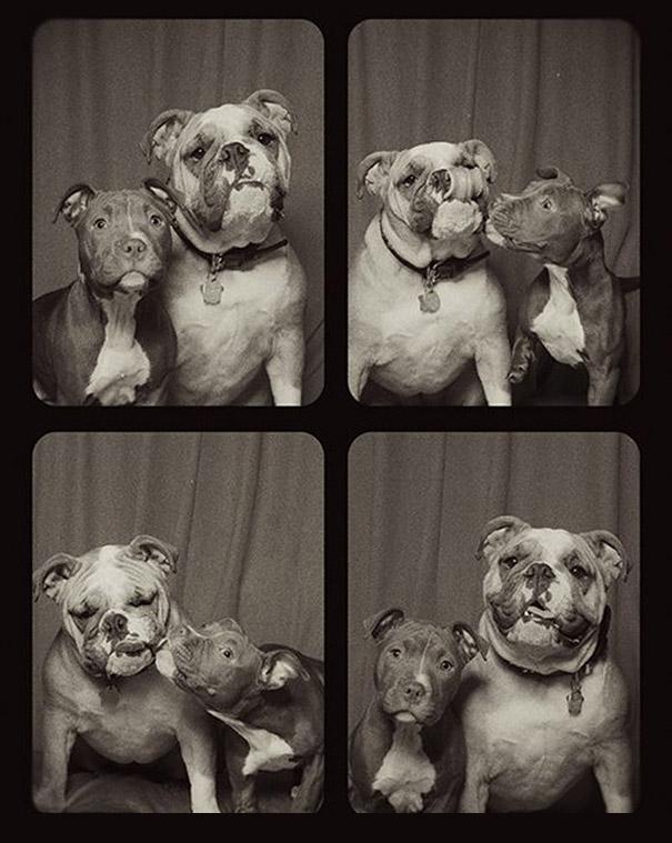 Pit bulls (6)