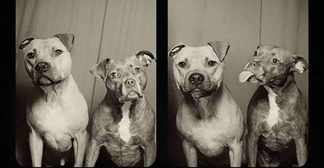 O que acontece quando você coloca dois pit bulls numa cabine de fotos?