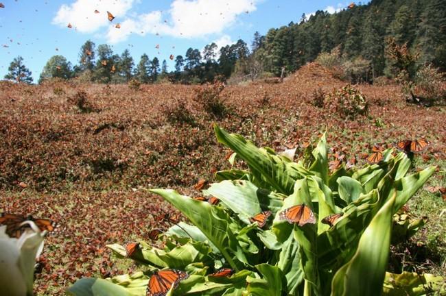 Fenômenos naturais (14)