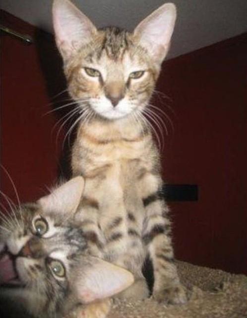 Animais Photobomb (19)