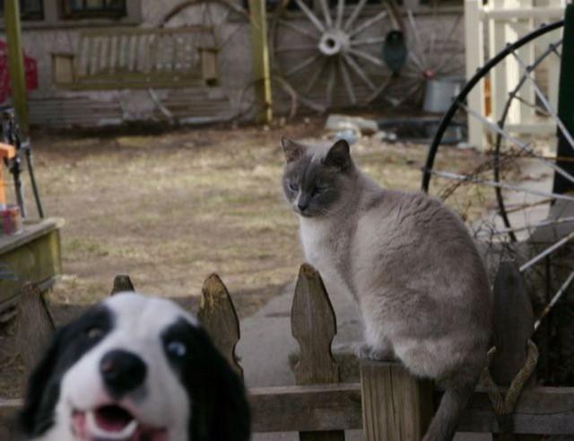 Animais Photobomb (10)