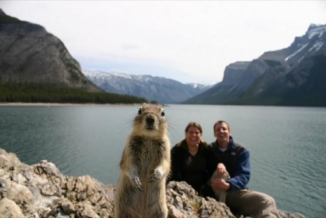 Animais Photobomb (4)