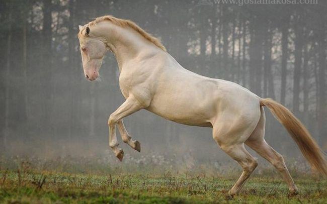 Esses 21 cavalos incomuns têm as cores mais incríveis que eu já vi