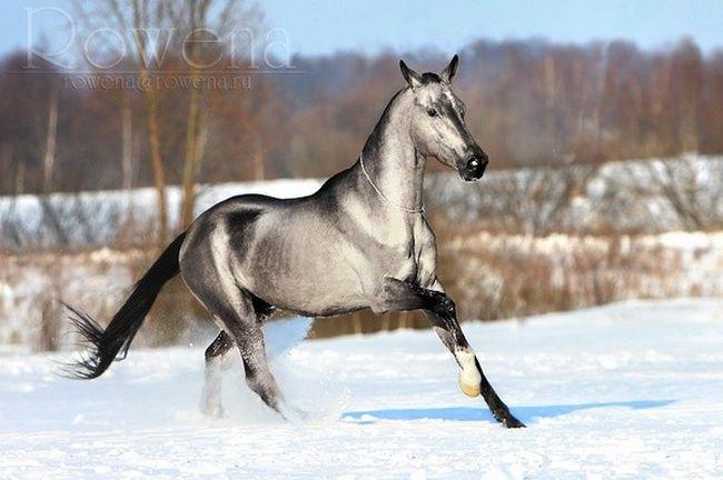 Cavalos formidáveis (11)