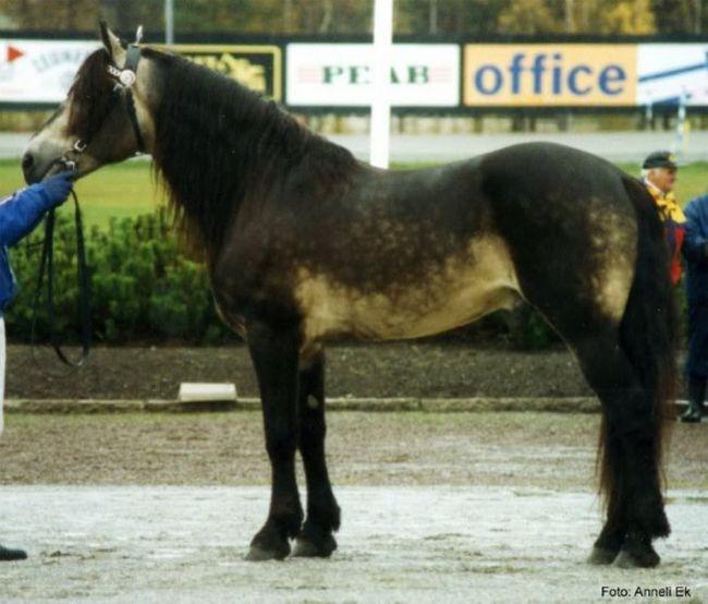 Cavalos formidáveis (12)