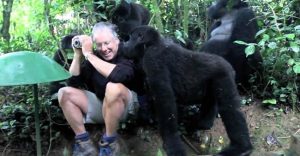 Gorila de 200 kg encontra fotógrafo na floresta, o que acontece depois é coisa de filme de suspense