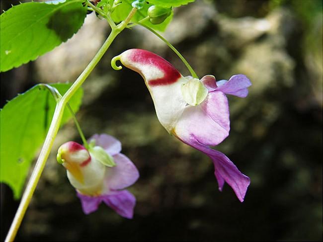 Flores incríveis (16)