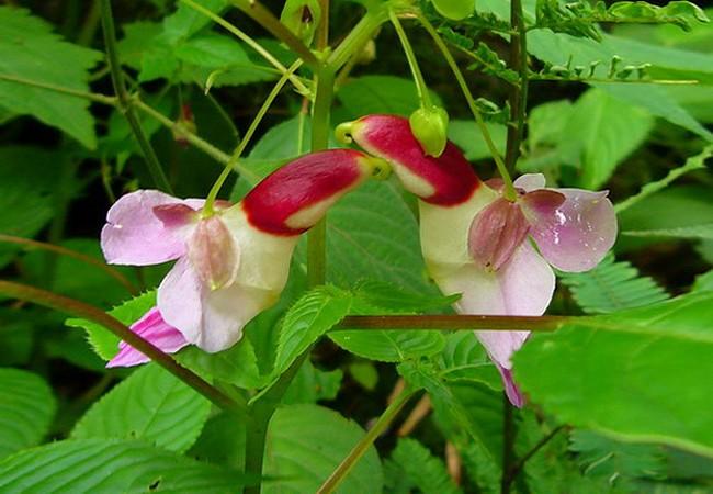 Flores incríveis (17)