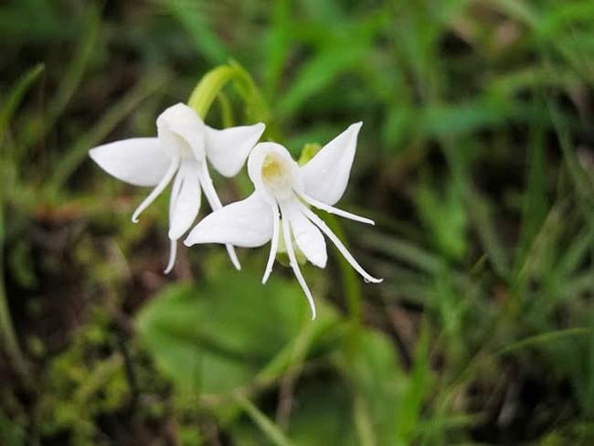 Flores incríveis (26)