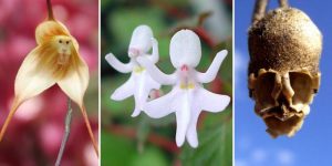 17 flores incríveis que parecem ser outras coisas