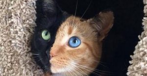 Conheça Venus, a gata de duas caras