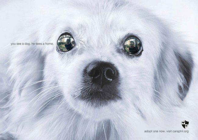 awebic-campanha-publicitaria-animais-30