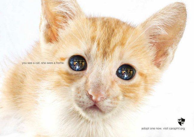 awebic-campanha-publicitaria-animais-31