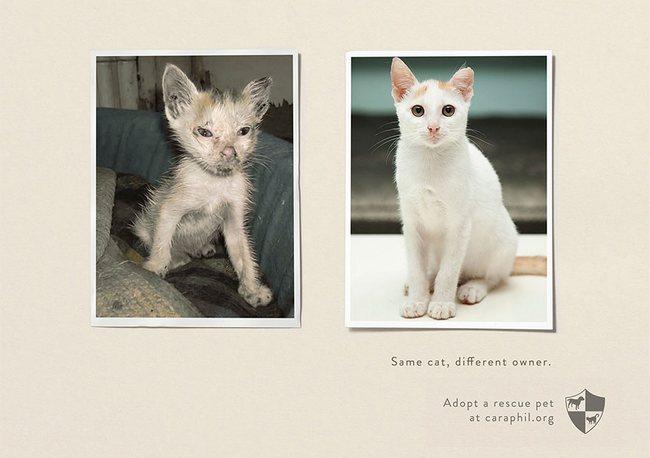 awebic-campanha-publicitaria-animais-37