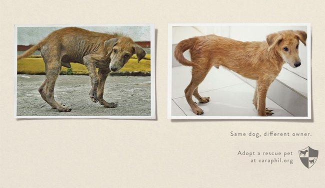 awebic-campanha-publicitaria-animais-38