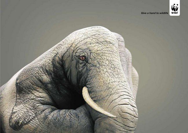 awebic-campanha-publicitaria-animais-43