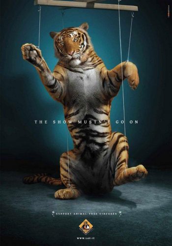 awebic-campanha-publicitaria-animais-56