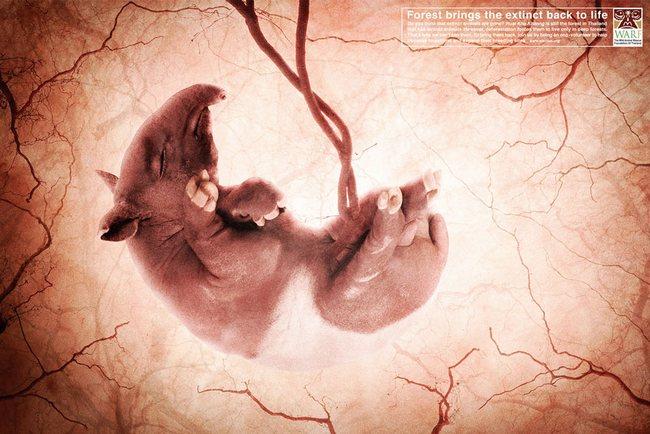 awebic-campanha-publicitaria-animais-58