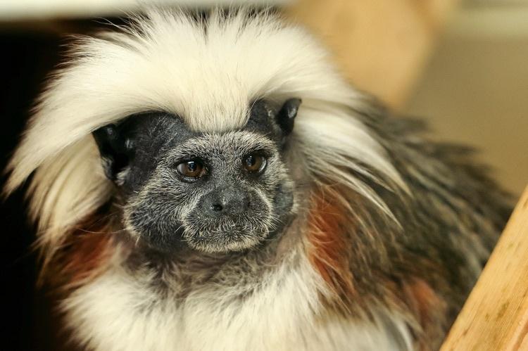 Saguinus oedipus