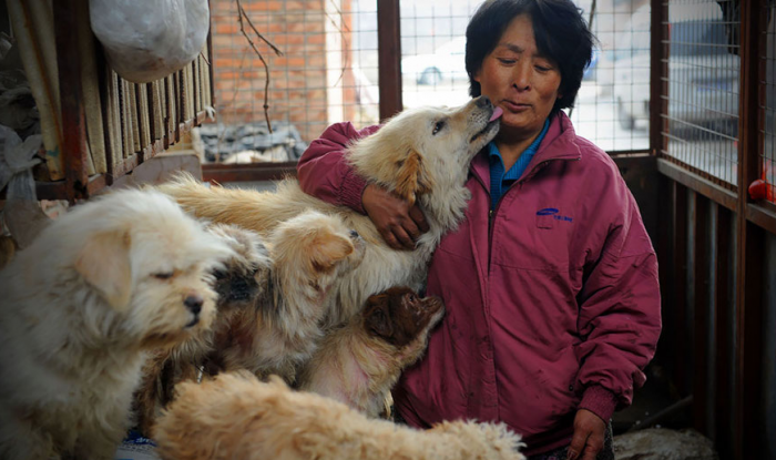 Yang com os cachorros que salvou