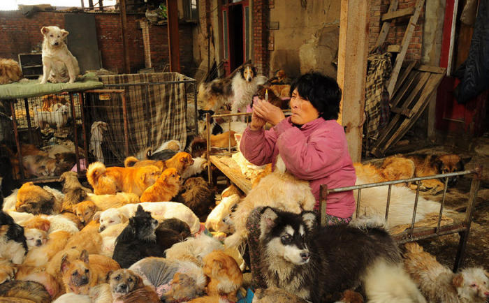 Yang cuida dos animais que resgata, e presta atendimento veterinário como aplicação de vacinas e curativos