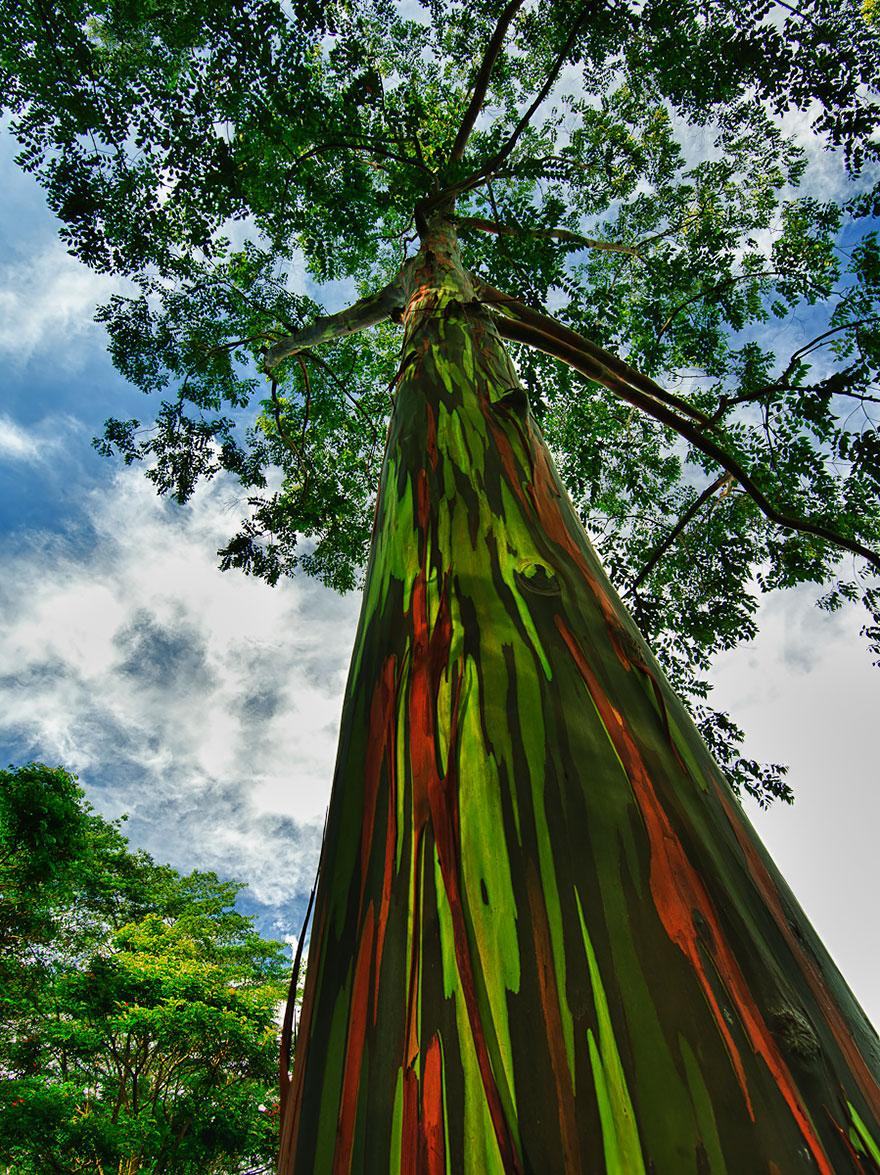 amazing-trees-19-1