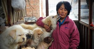 Chinesa comprou 100 cachorros para que eles não fossem devorados em festival