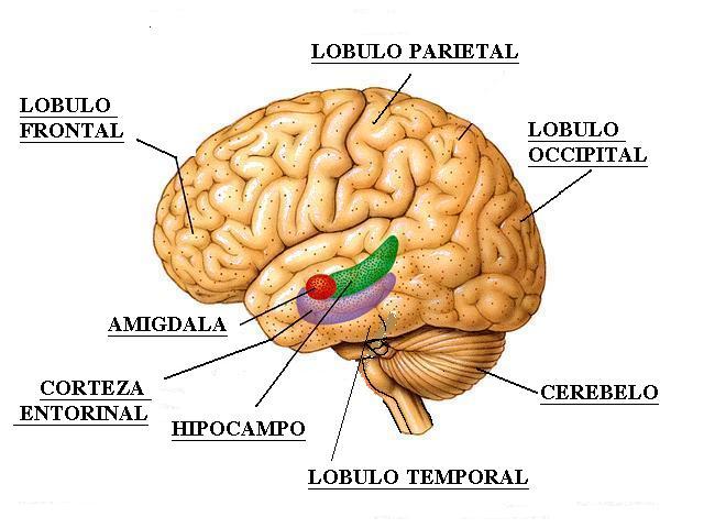 hipocampo meditação