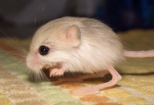 jerboa