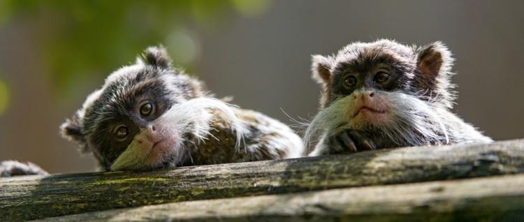 sagui.imperador.1