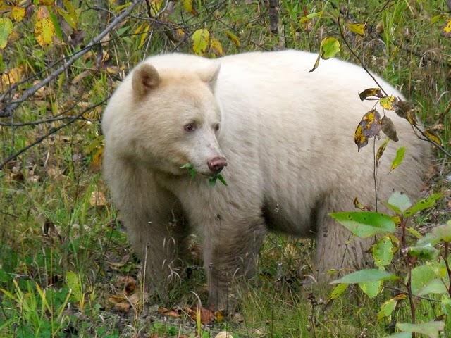 urso de kermode