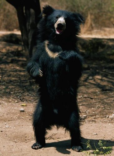 urso.preguiça