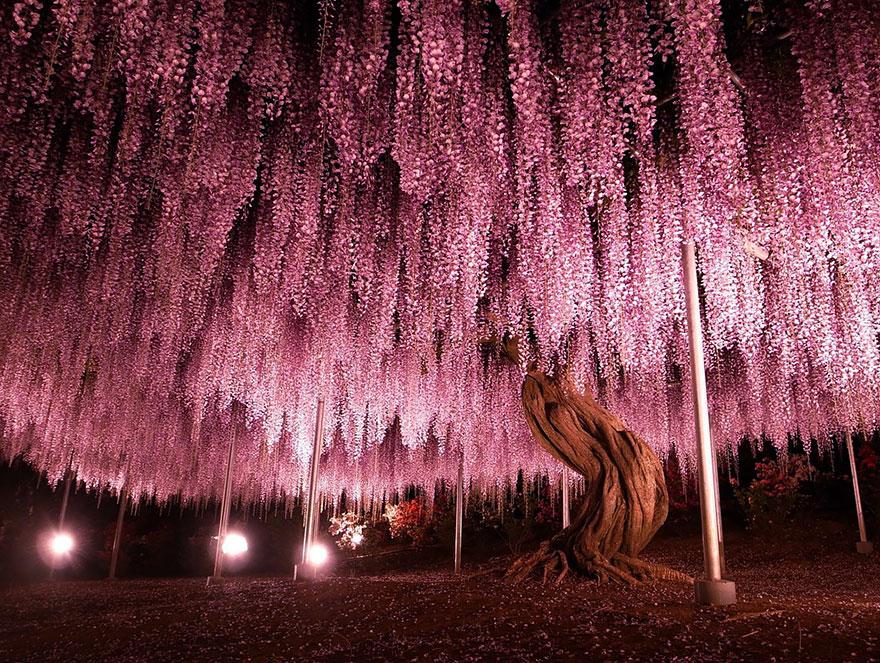 wisteria2