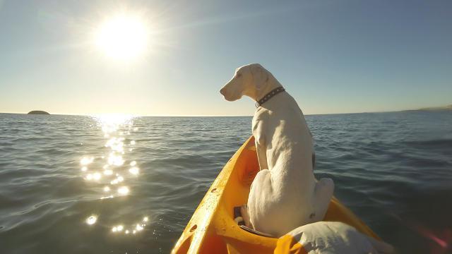 Pegasus-in-Boat