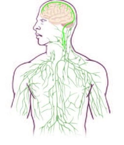 Nova ligação entre o sistema linfático e o cérebro, desenhado pela Universidade da Virginia.