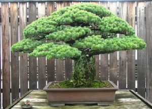 Foram 25 anos até alguém perceber que esse bonsai sobreviveu à bomba de Hiroshima