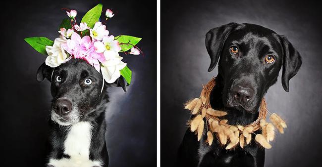 Fotógrafa movimenta adoção de animais com série de fotos de derreter o coração