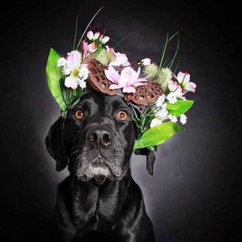 black-dog-portraits-floral-crown-guinnevere-shuster-7