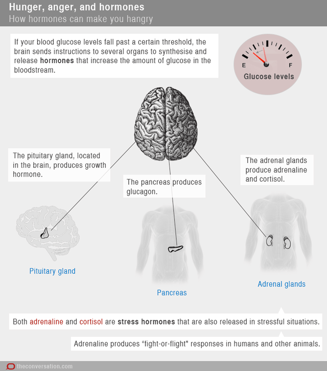 Explicação do sistema digestivo para a fome.