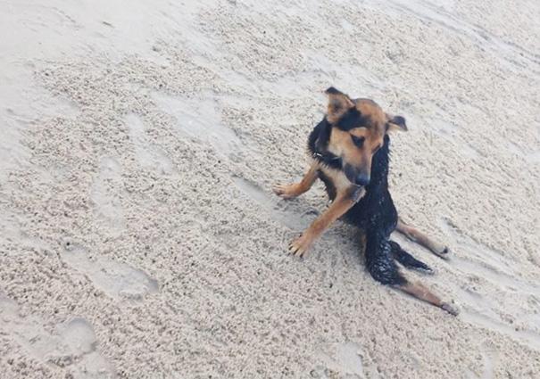 Ele foi abandonado com uma grave lesão, mas esta história tem final feliz