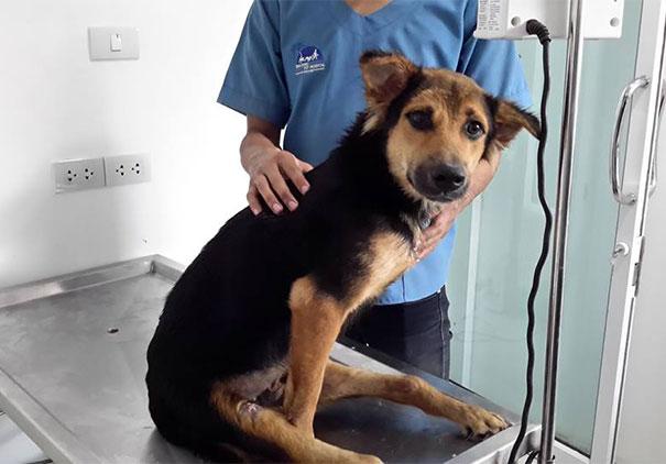 paralyzed-dog-puppy-rescue-thailand-canada-leo-4